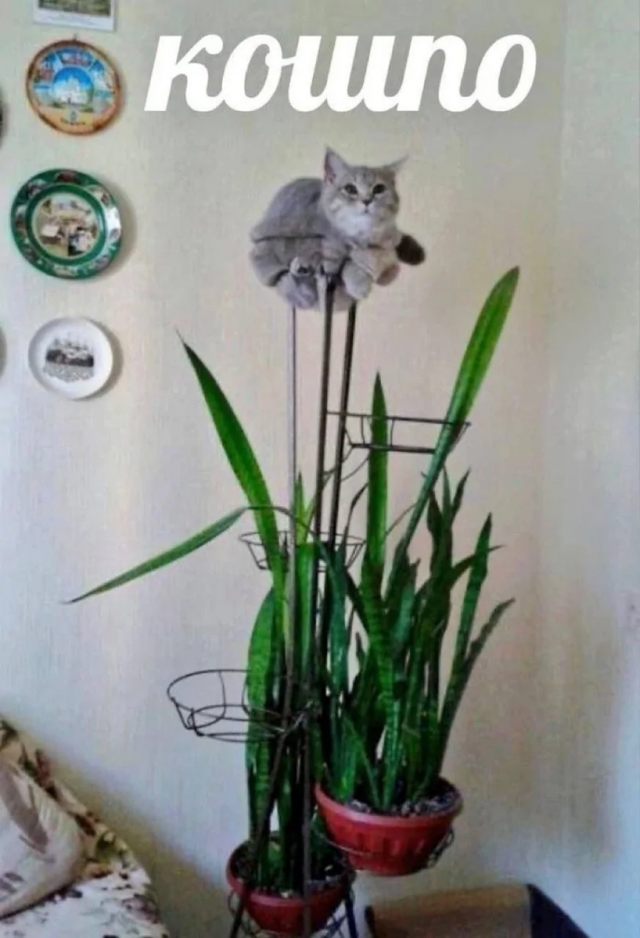 Забавные каламбуры и лингвошутки