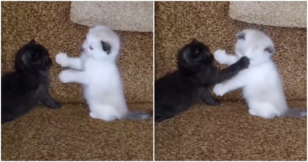 
        Битва света и&nbsp;тьмы    