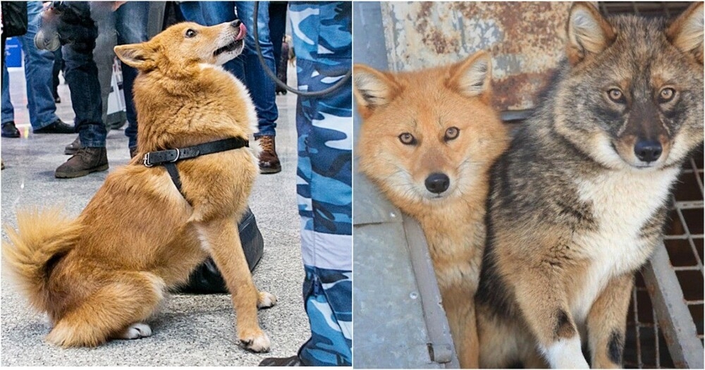 
        Шалайка: секретная русская суперсобака с&nbsp;генами шакала, которую не&nbsp;купишь за&nbsp;любые деньги    