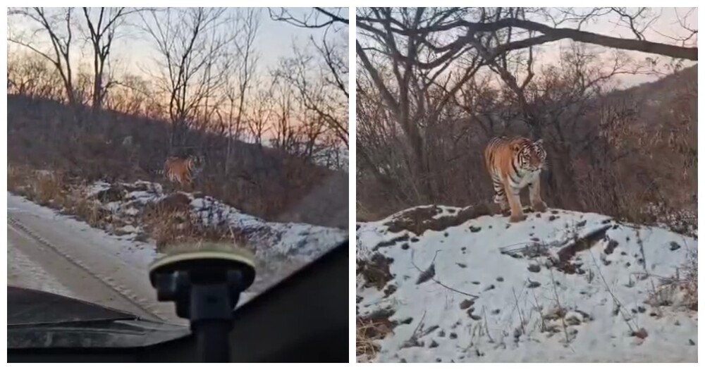 
        Крупный тигр поселился у&nbsp;трассы в&nbsp;Приморье, став местной достопримечательностью    