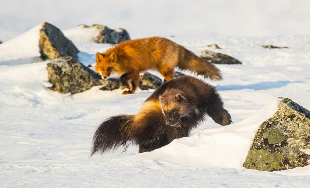 
        Росомаха: валит оленей и&nbsp;загоняет медведя на&nbsp;дерево    