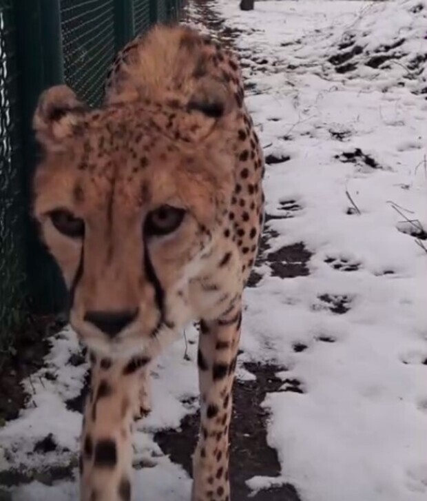 
        Вас&nbsp;замурчал гепард    