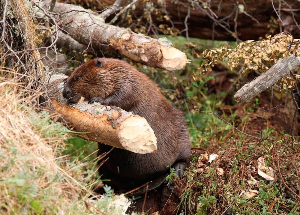 Как бобры помогают в борьбе с пожарами
Как бобры помогают в борьбе с пожарами