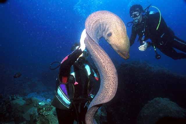 
        Гигантская мурена    