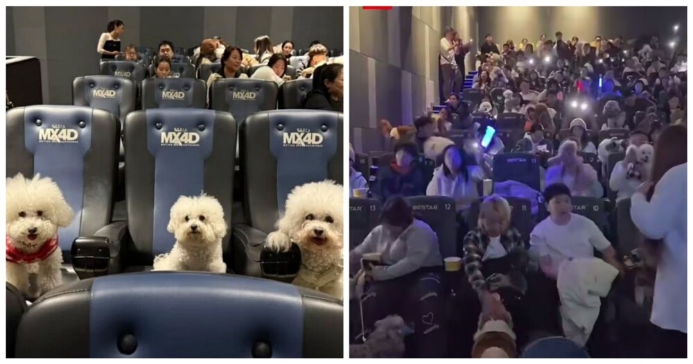 
        В&nbsp;кинотеатрах в&nbsp;Китае зрителей пускали в&nbsp;зал&nbsp;с&nbsp;собаками    