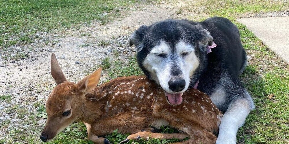
        20&nbsp;примеров неожиданной, но&nbsp;искренней и&nbsp;крепкой дружбы    