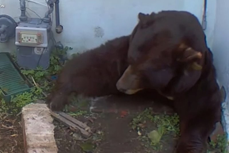 
        Медведь несколько месяцев жил&nbsp;в&nbsp;подвале частного дома в&nbsp;США    