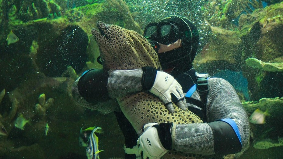 
        Гигантская мурена    