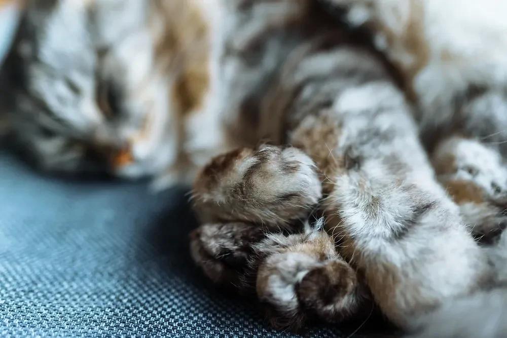 Ядовитая змея на Бали укусила кошку российских туристов
Ядовитая змея на Бали укусила кошку российских туристов