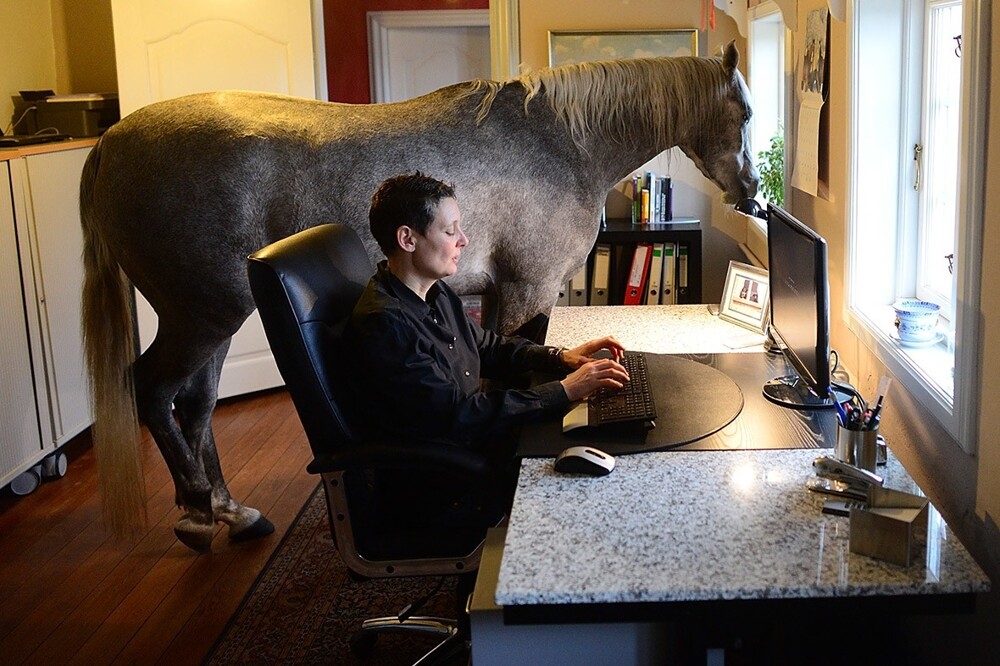 
        20+ скакунов, способных моментально преобразиться в&nbsp;забавных клоунов    