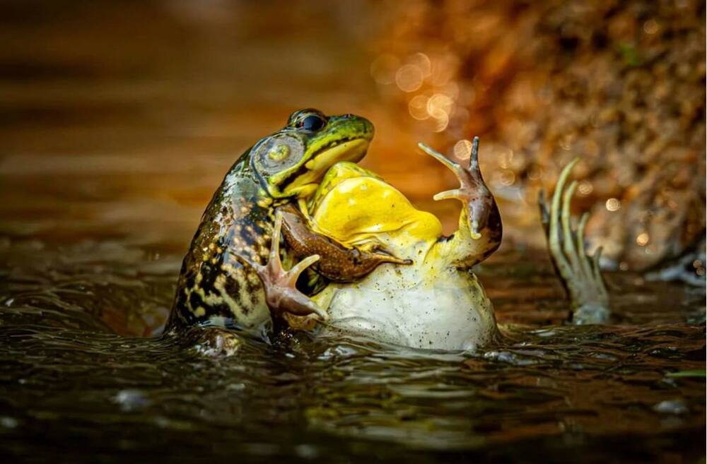 
        Снимок танцующего детёныша гориллы победил на&nbsp;конкурсе самых забавных фото животных    