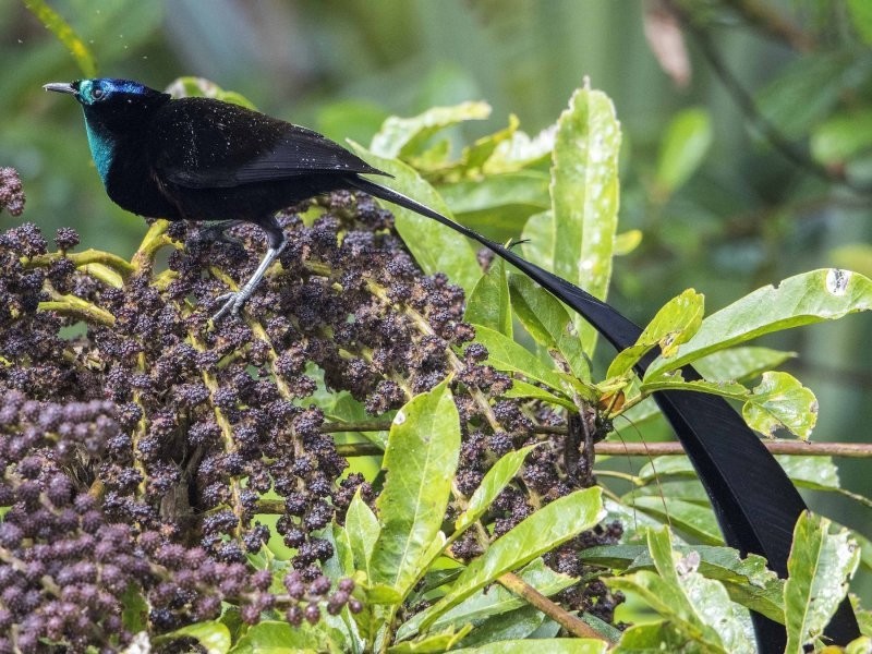 10 птиц, которые бьют рекорды ярости, запаха и выносливости
10 птиц, которые бьют рекорды ярости, запаха и выносливости
