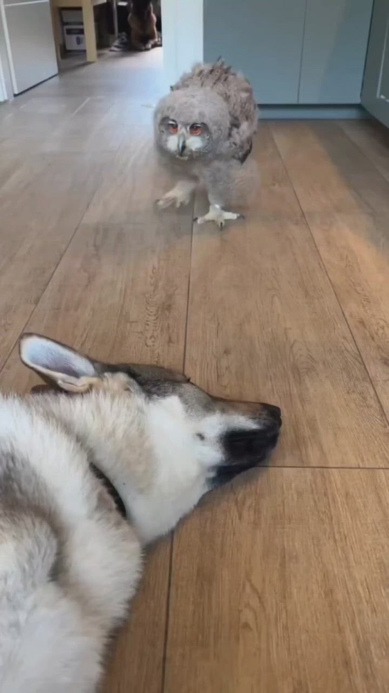 
        Забавные животные. ч.2    