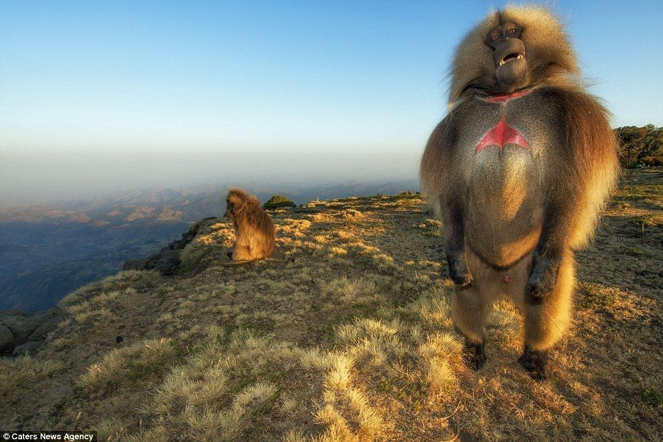 Гелада: грива, клыки и вечные кровавые разборки
Гелада: грива, клыки и вечные кровавые разборки