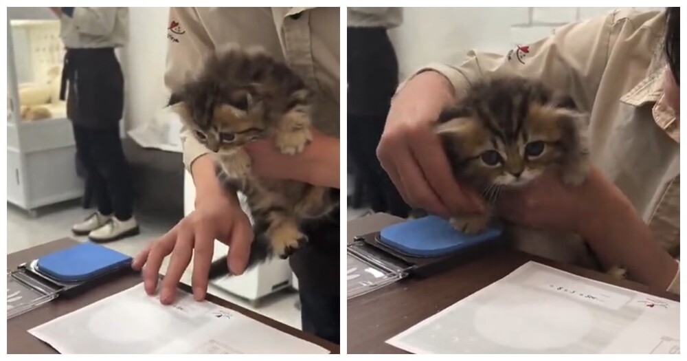 
        Японский котёнок отказался подписывать документы на&nbsp;"усыновление"    