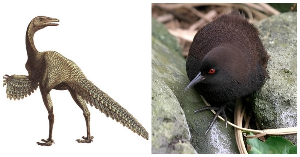 10 птиц, которые бьют рекорды ярости, запаха и выносливости
10 птиц, которые бьют рекорды ярости, запаха и выносливости