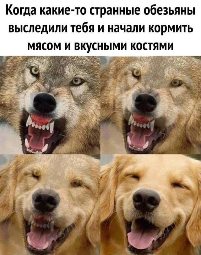 Хорошие мемы с хорошими хвостатыми мальчиками