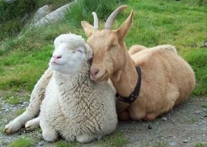 
        20&nbsp;примеров неожиданной, но&nbsp;искренней и&nbsp;крепкой дружбы    