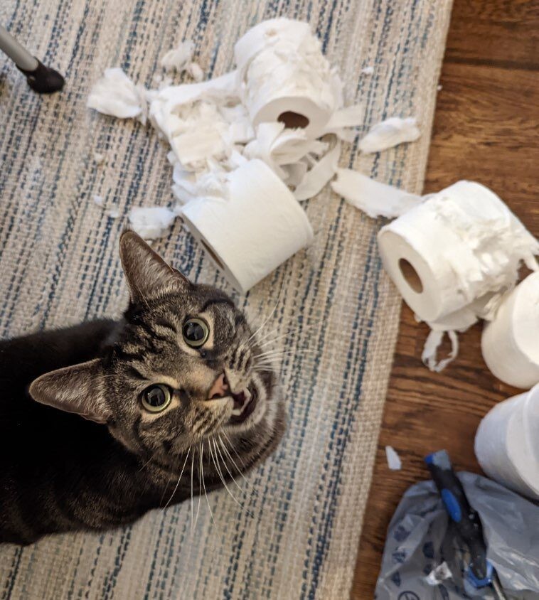 
        27&nbsp;меховых диверсантов, организовавших дома рулонный апокалипсис    