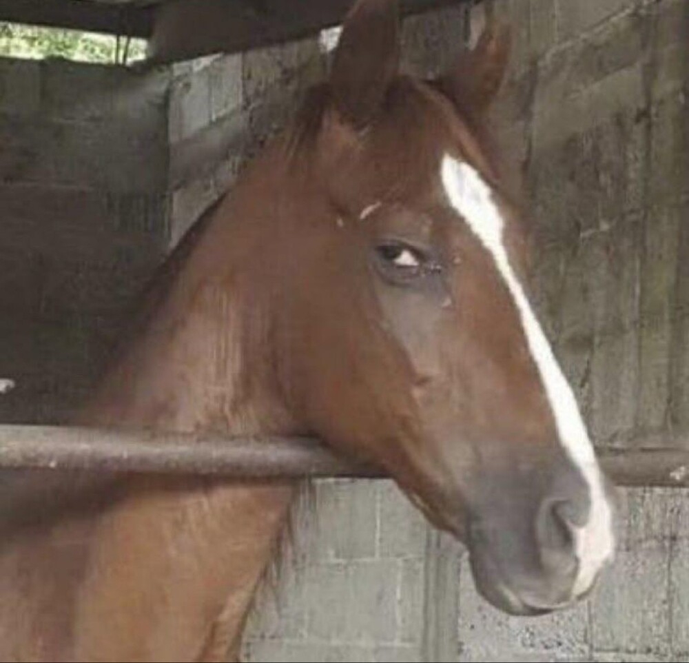 
        20+ скакунов, способных моментально преобразиться в&nbsp;забавных клоунов    