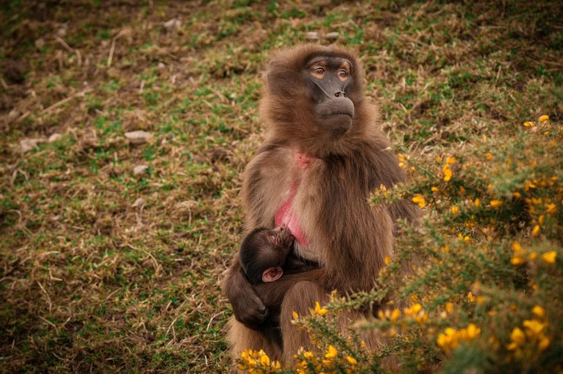Гелада: грива, клыки и вечные кровавые разборки
Гелада: грива, клыки и вечные кровавые разборки