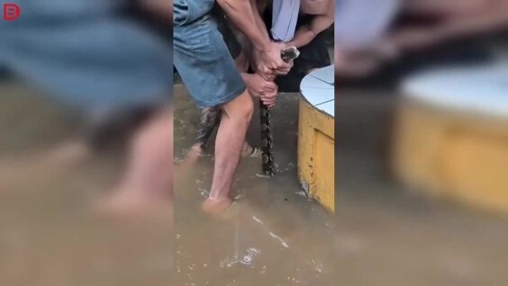 В Таиланде поймали гигантского питона на затопленной улице
В Таиланде поймали гигантского питона на затопленной улице