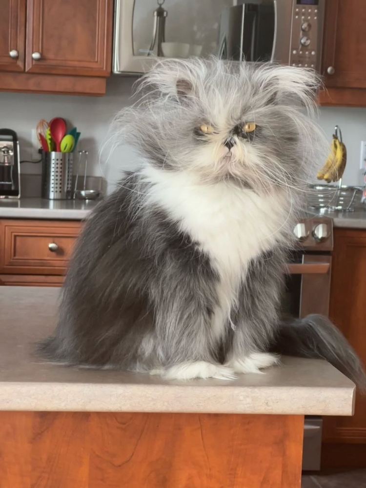 "Инопланетный кот" прославился в сети
"Инопланетный кот" прославился в сети