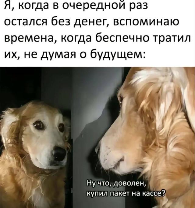 Хорошие мемы с хорошими хвостатыми мальчиками