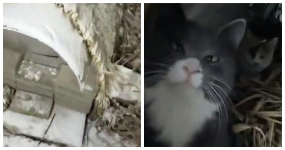 
        Мини-теплицы для&nbsp;уличных кошек    