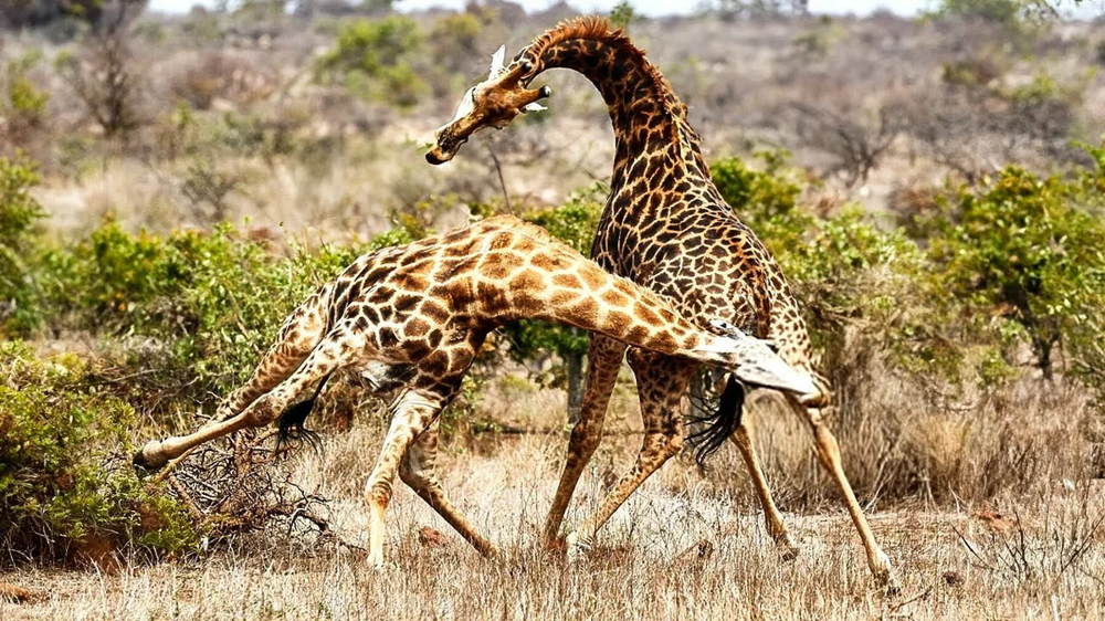 
        Жираф: 5&nbsp;секретов гиганта    