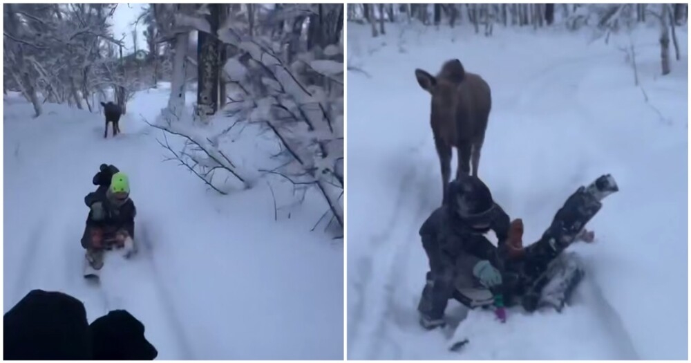 Дети играют в догонялки с лосихой
Дети играют в догонялки с лосихой