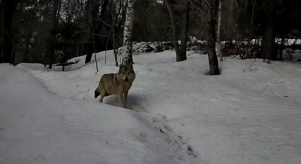 Волк испугался фотоловушки
Волк испугался фотоловушки