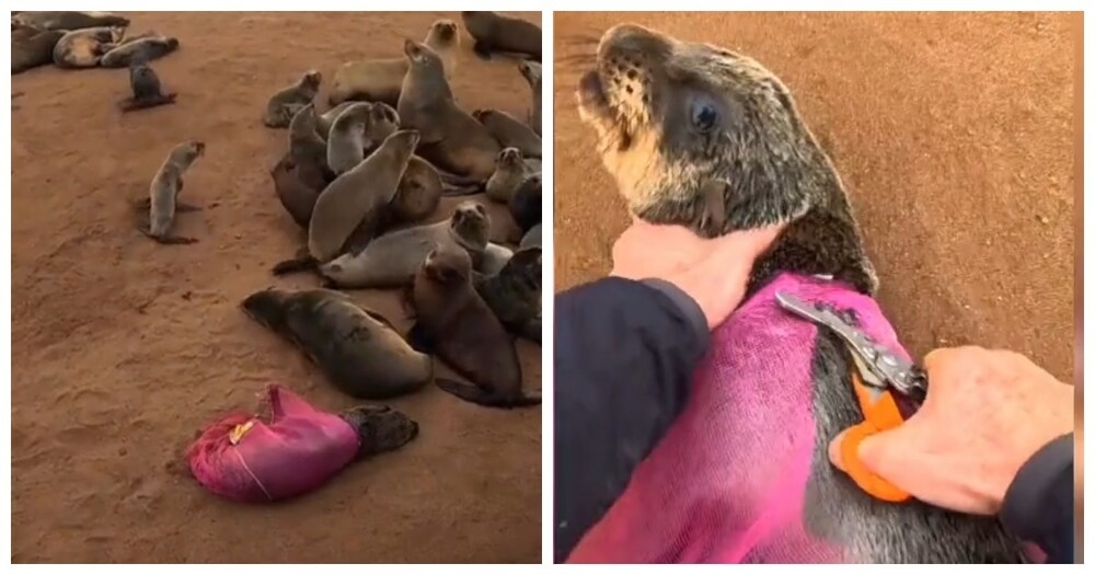 
        В&nbsp;Намибии спасли морского льва, застрявшего в&nbsp;рыболовной сети    