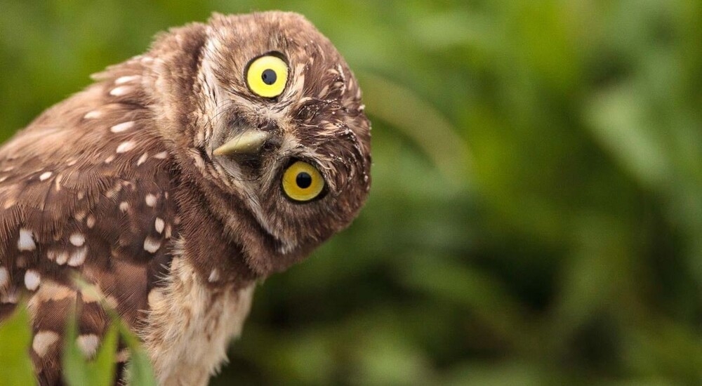 Смешные и милые совы
Смешные и милые совы