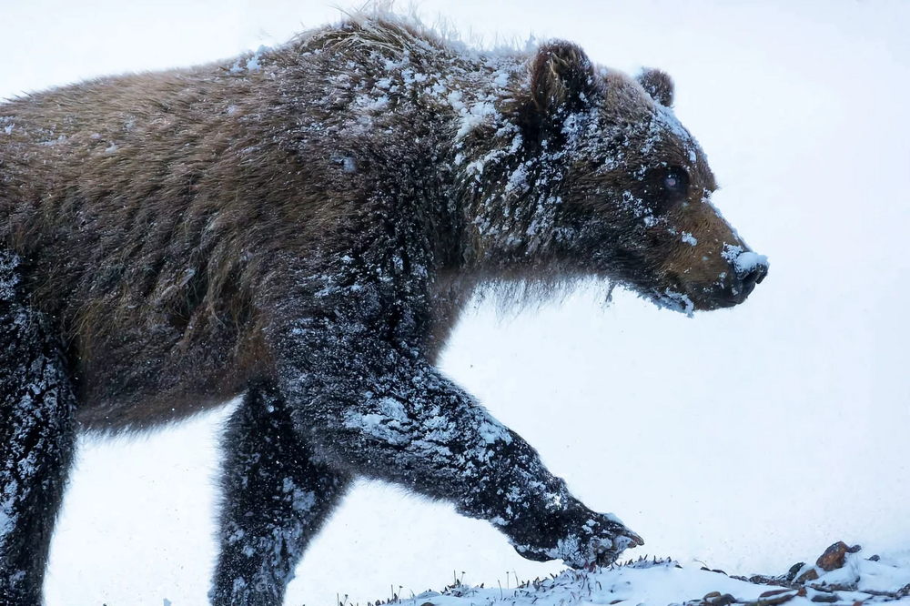 Медведи, которые не входят в спячку по своей воле
Медведи, которые не входят в спячку по своей воле