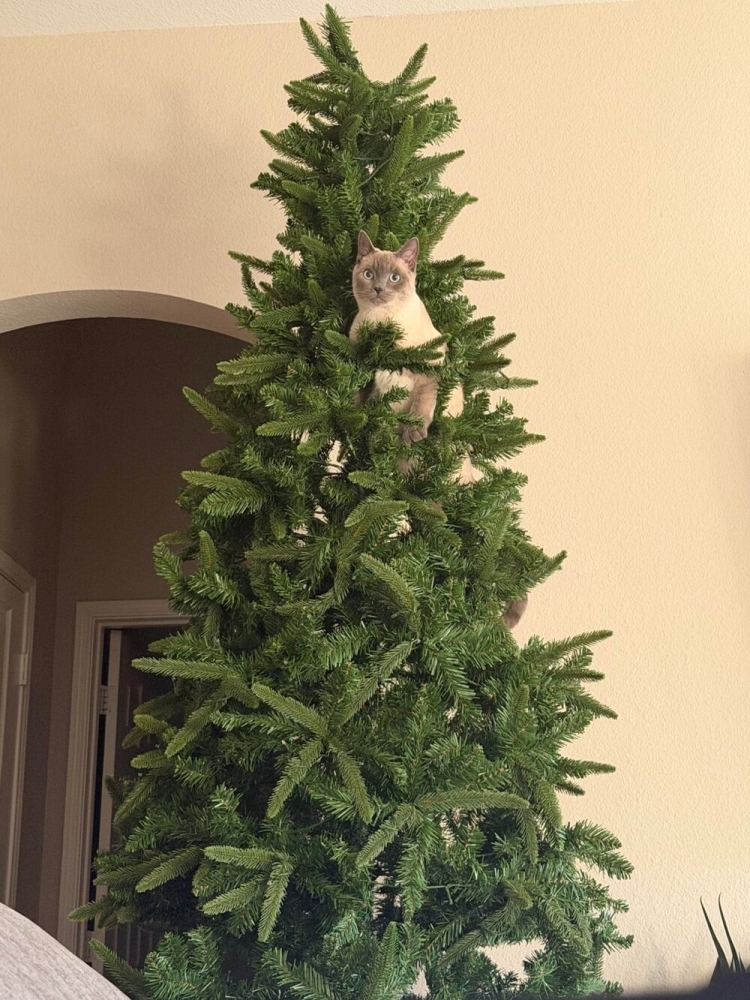 
        20&nbsp;пушистых примеров наполнения нашей жизни глубоким смыслом    