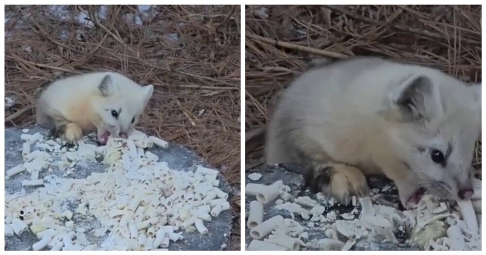 ️ В Бурятии засняли редкого соболя-альбиноса
️ В Бурятии засняли редкого соболя-альбиноса