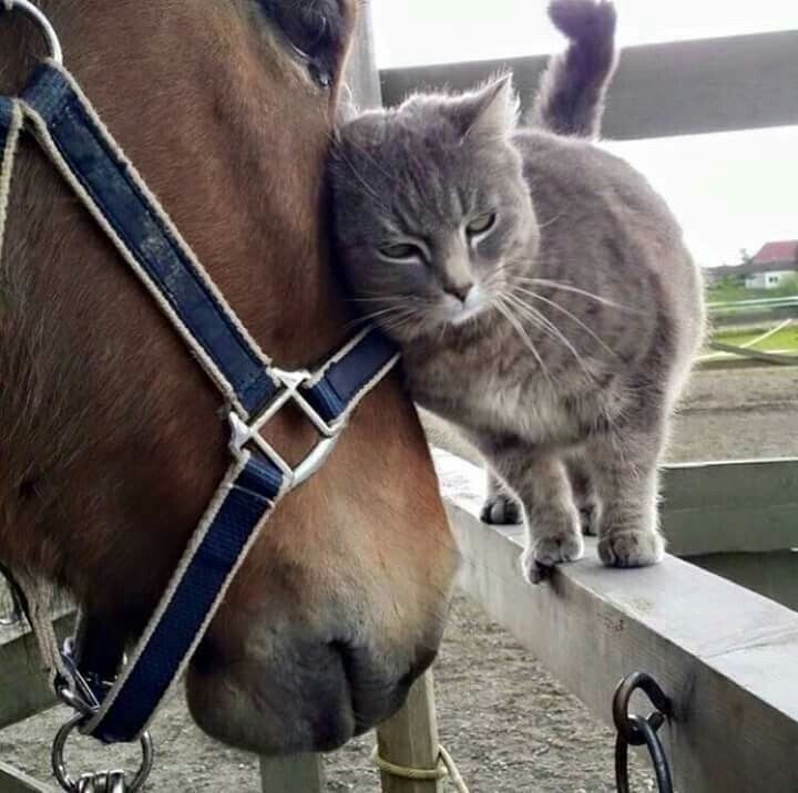 
        20+ скакунов, способных моментально преобразиться в&nbsp;забавных клоунов    