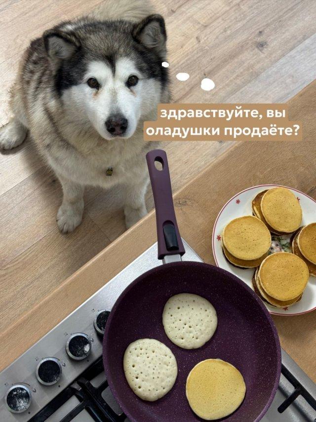 Мем с "показываем рыбов" в исполнении хаски