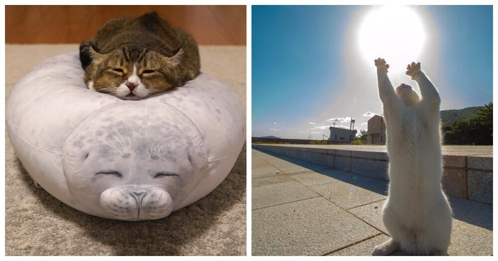 
        20&nbsp;проверенных приёмов кототерапии, которые избавят от&nbsp;стресса и&nbsp;подарят заряд энергии    