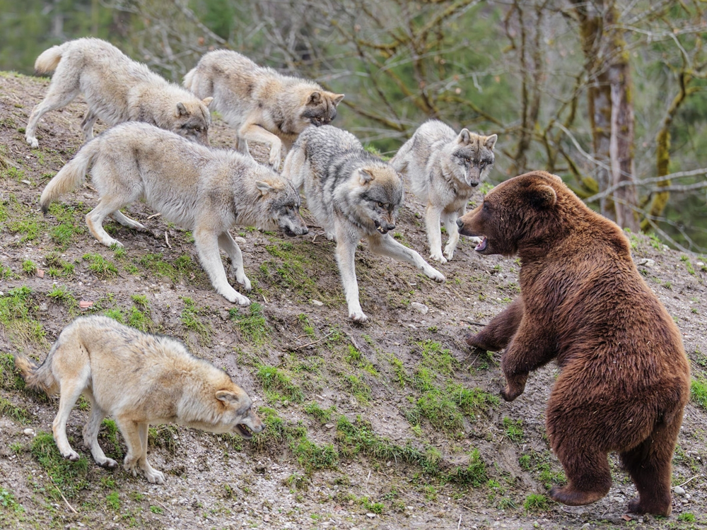 
        Чем&nbsp;заканчиваются встречи медведей и&nbsp;волков?    