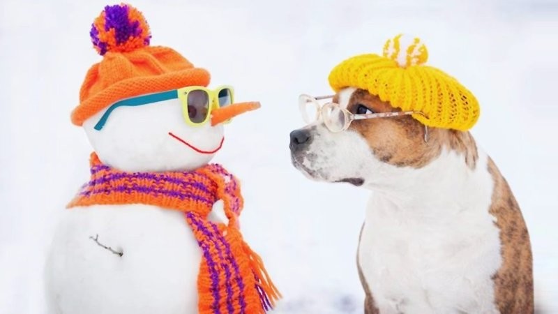 
        25&nbsp;примеров трогательного знакомства домашних питомцев с&nbsp;милыми снеговиками и&nbsp;собственными снежными копиями    