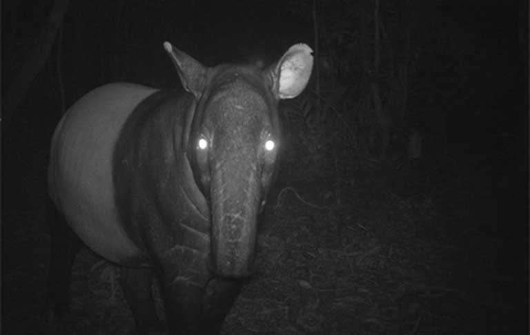 
        Тапир: остановился в&nbsp;развитии и&nbsp;ему&nbsp;хорошо    