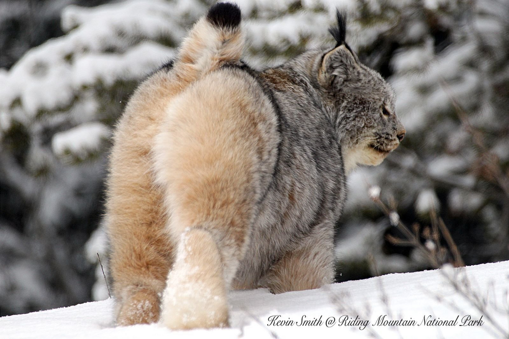 
        Канадская рысь    