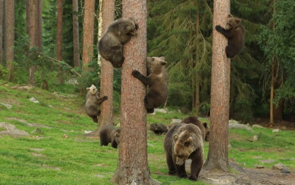 
        Взросление медведя. Выживет 1&nbsp;из&nbsp;10    