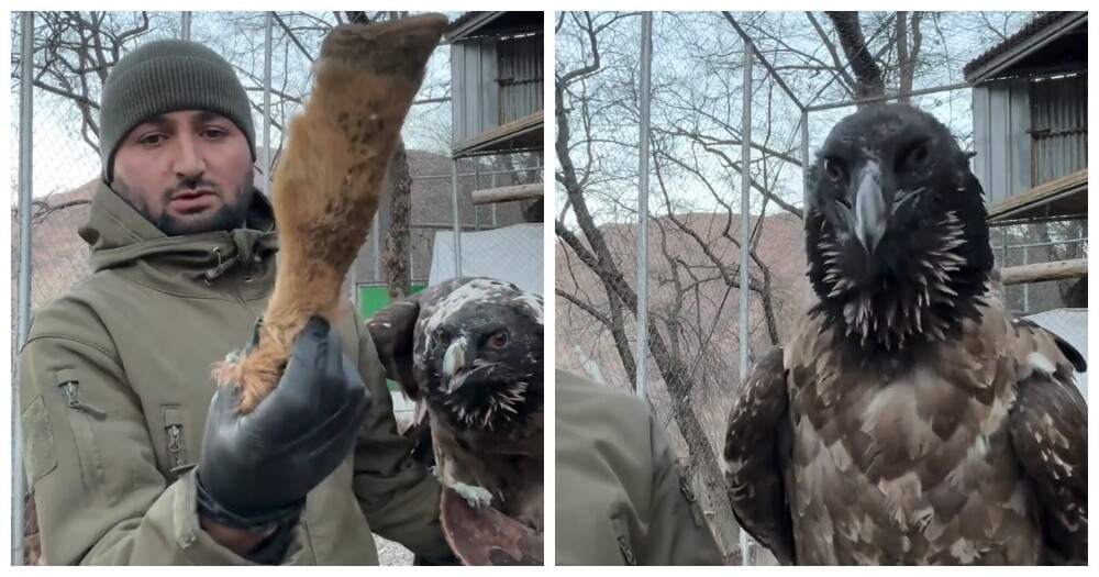 Мужчина показал, как хищная птица проглатывает добычу
Мужчина показал, как хищная птица проглатывает добычу