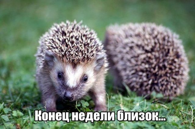 Трынделка - 24.12.2024