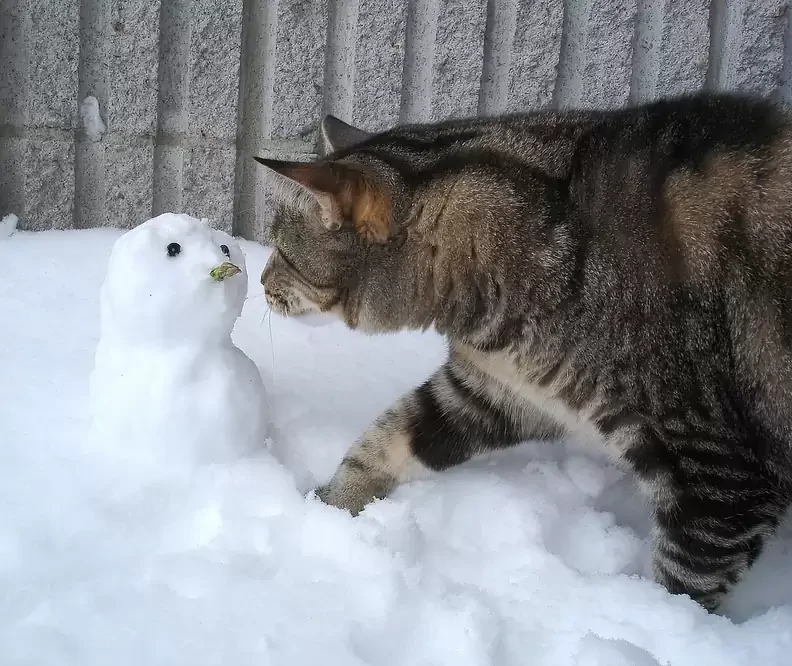 
        25&nbsp;примеров трогательного знакомства домашних питомцев с&nbsp;милыми снеговиками и&nbsp;собственными снежными копиями    