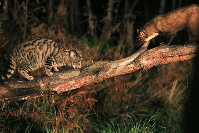 
        Каменная куница: почему обычные куры в&nbsp;сарае вызывают у&nbsp;них&nbsp;психоз?    