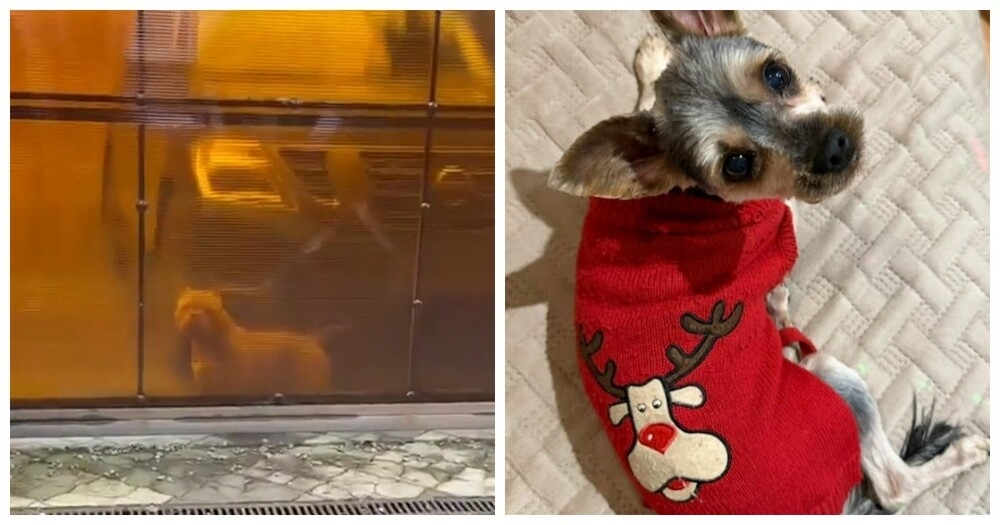 Бойцовые собаки насмерть загрызли домашнего питомца на глазах у хозяйки
Бойцовые собаки насмерть загрызли домашнего питомца на глазах у хозяйки